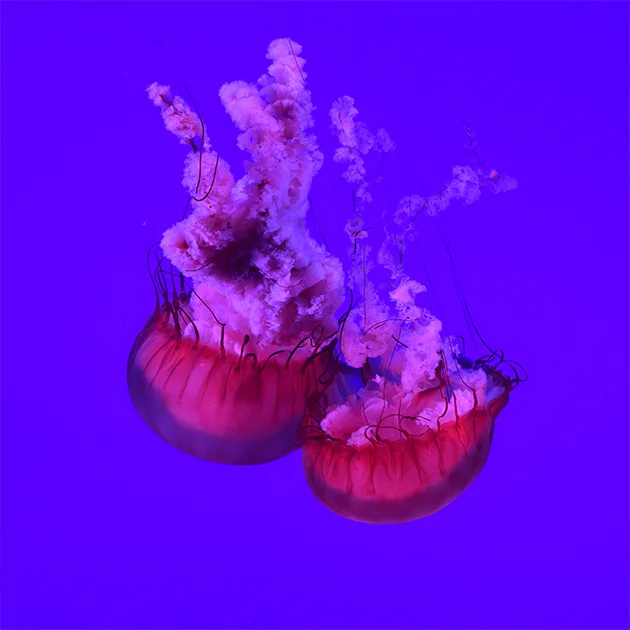 kaiyun.com